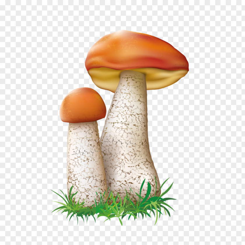 Free Mushrooms Painting Pull Material Leccinum Aurantiacum Mushroom Fungus Illustration PNG