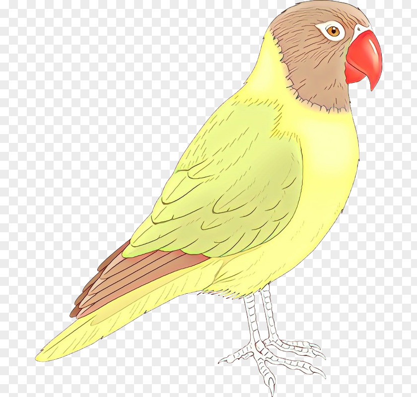 Lovebird Macaw Feather Parakeet Finches PNG
