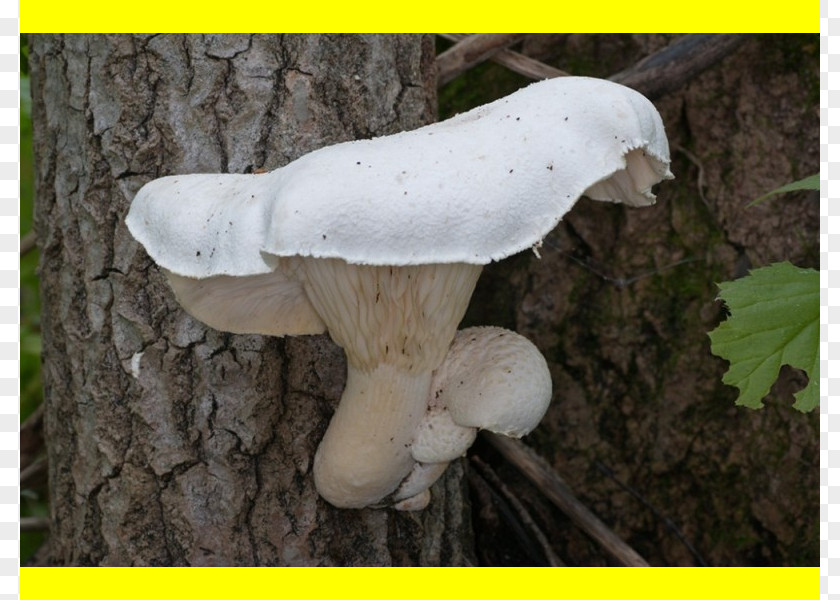 Mushroom Oyster Pleurotus Eryngii Dryinus Pulmonarius Mycelium PNG