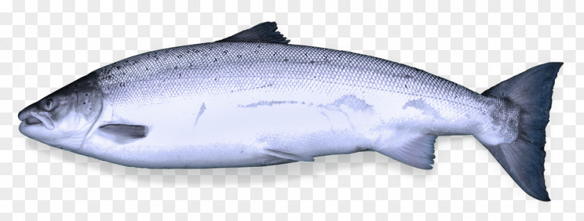 Oily Fish Squaliform Sharks Salmon Requiem Products PNG