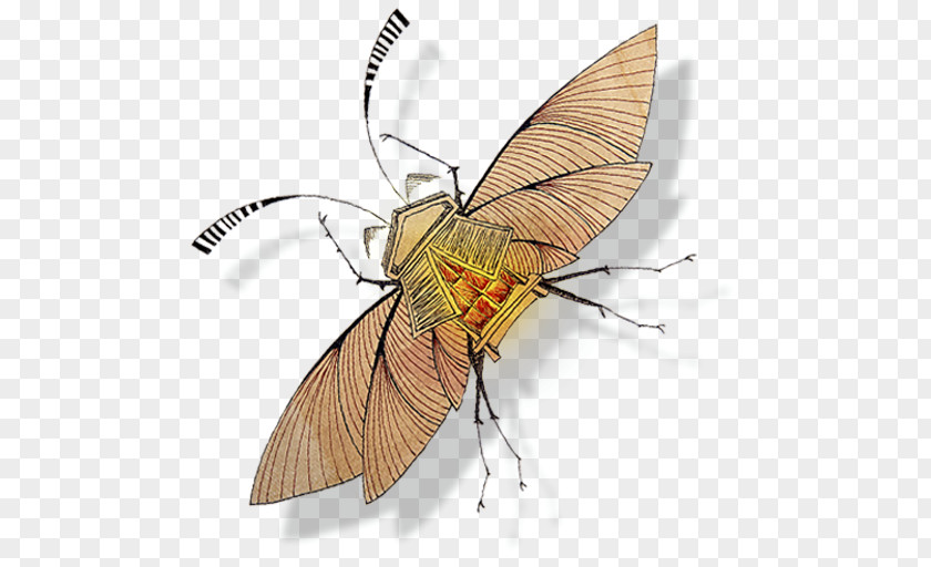 Persianatus Fly Pollinator Invertebrate Arthropod Insect PNG