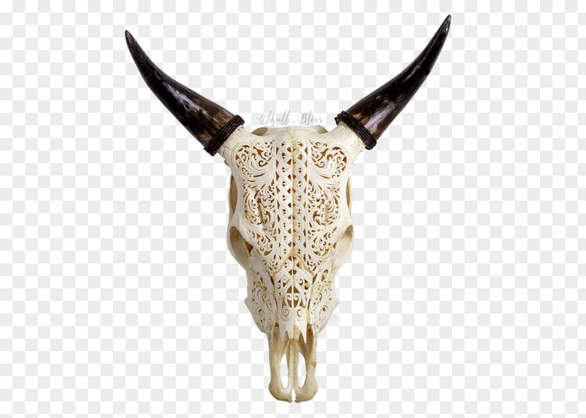 Skull Horn Cattle Head Animal PNG