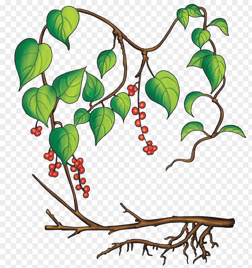 Tree Vines Twig Clip Art Image Sichuan Pepper PNG