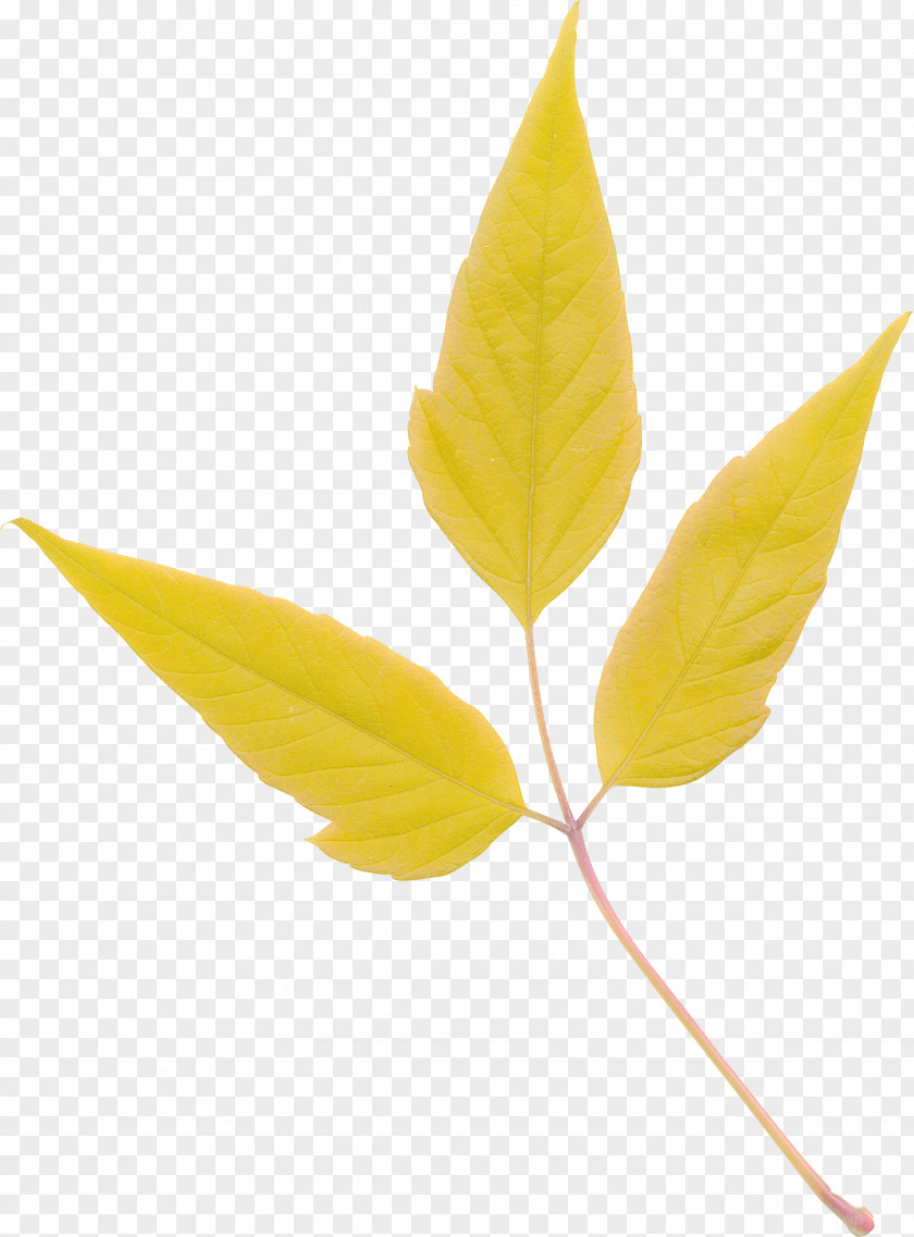 Leaf Tree Flower Shrub Clip Art PNG