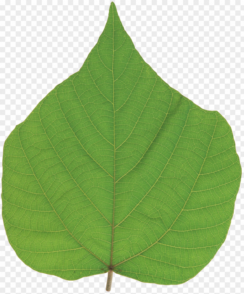 Leaf PNG