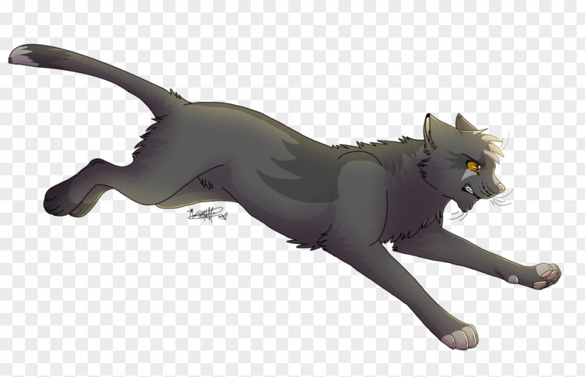 Cat Grey Golden State Warriors Art PNG