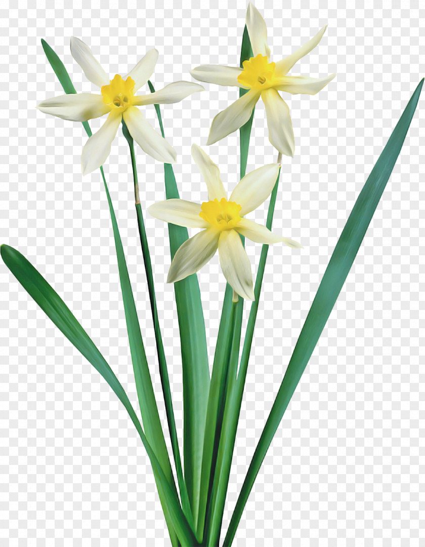 Flower Plant Narcissus Petal Paperwhite PNG