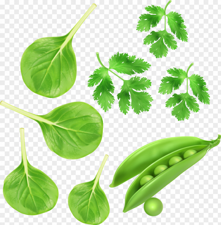 Green Vegetables, Parsley Peas Vector Vegetables Spinach PNG
