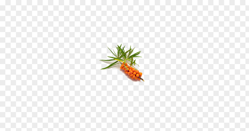 Wild Sea Buckthorn Branch Buckthorns Pattern PNG