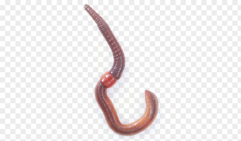 Worms PNG clipart PNG