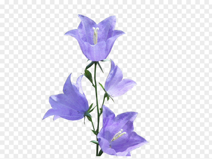 Bell Flower Transparency And Translucency Clip Art PNG