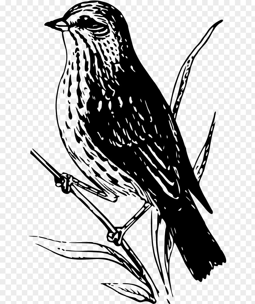 Bird Finches Sparrow Wren Clip Art PNG