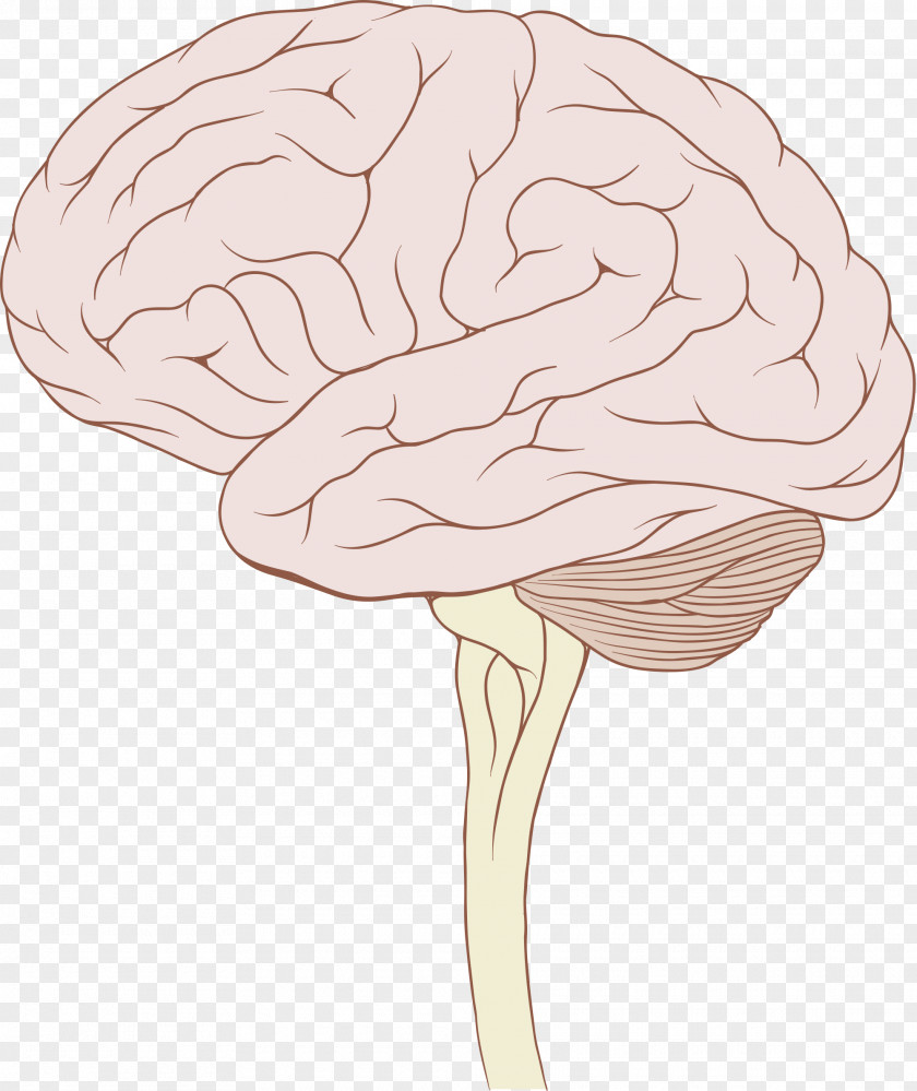 Brain Brainstem Glioma Human Stem Tumor PNG
