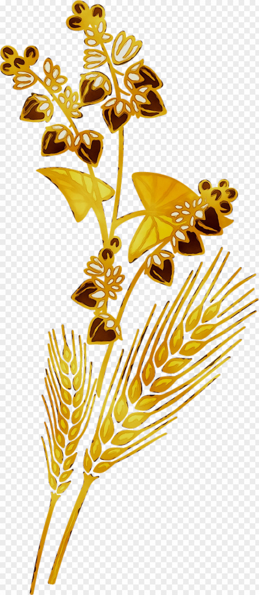 Illustration Clip Art Plant Stem Leaf Flower PNG