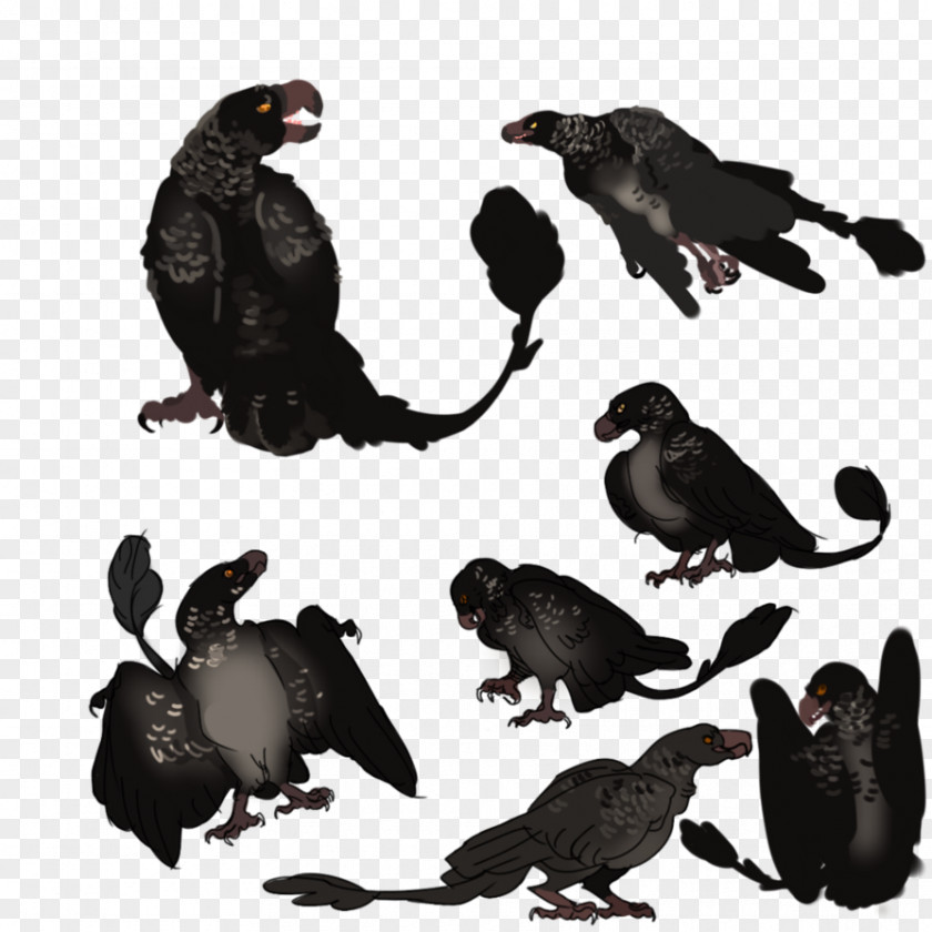 Kame Beak Fauna Galliformes Wildlife Crow PNG