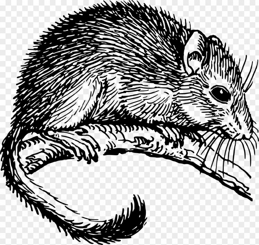 Mouse The Dormouse Drawing Rodent PNG