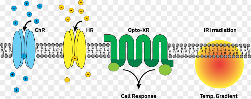 Optogenetics Channelrhodopsin Halorhodopsin Ion Channel Optics PNG