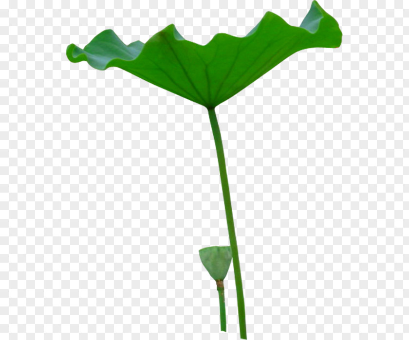 Painting Nelumbo Nucifera Zongzi Leaf Gongbi PNG