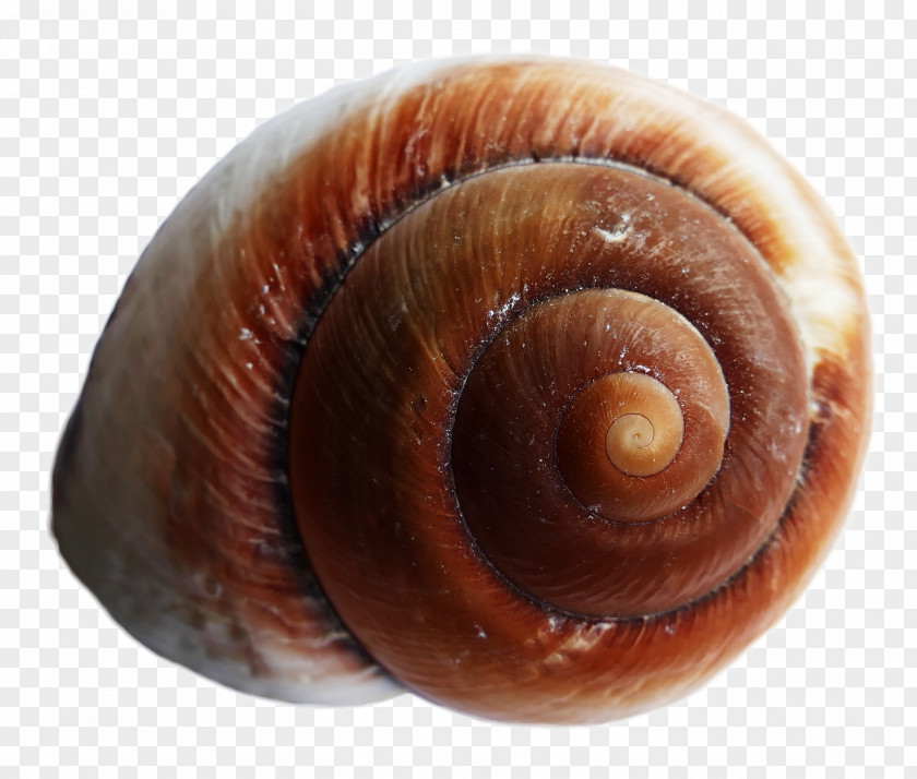 Sea Shell Snail Urchin Seashell PNG