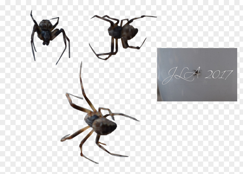 Spider Widow Spiders Insect K2 STX G.1800E.J.M.V.U.NR YN PNG