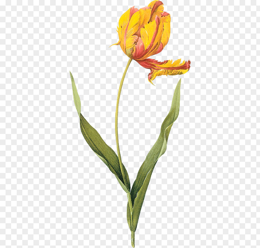 Collection De Nrwscrap Http Choix Des Plus Belles Fleurs Tulip Botanical Illustration Painting Art PNG