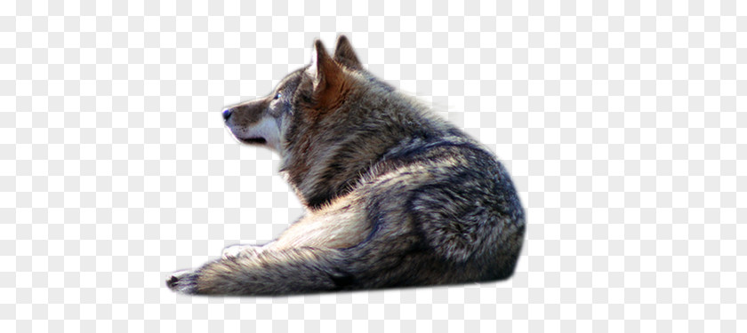 Gray Wolf PhotoScape PNG