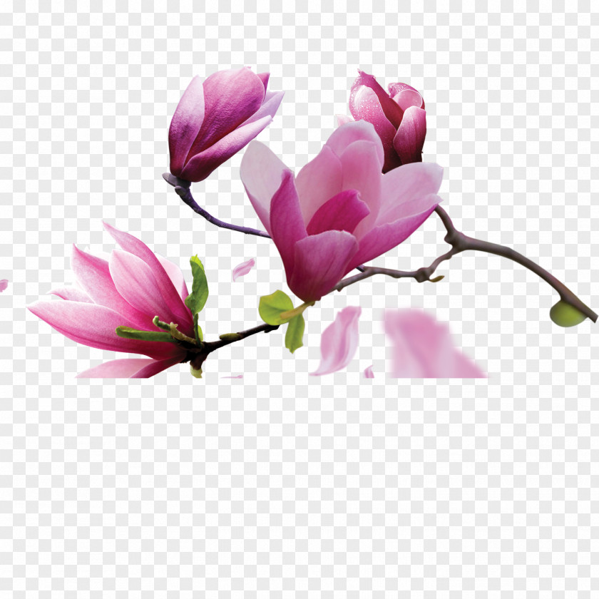 Magnolia Flowers Canvas Oil Painting PNG