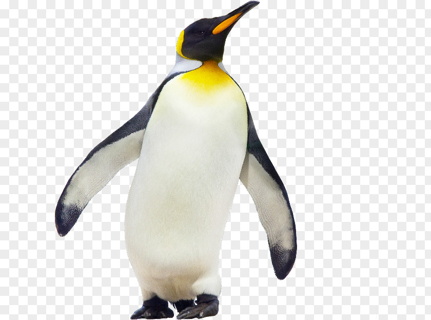 Antarctic Penguins Emperor Penguin Antarctica Stock Photography Gentoo PNG