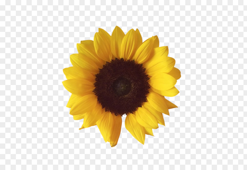 Common Sunflower Clip Art PNG