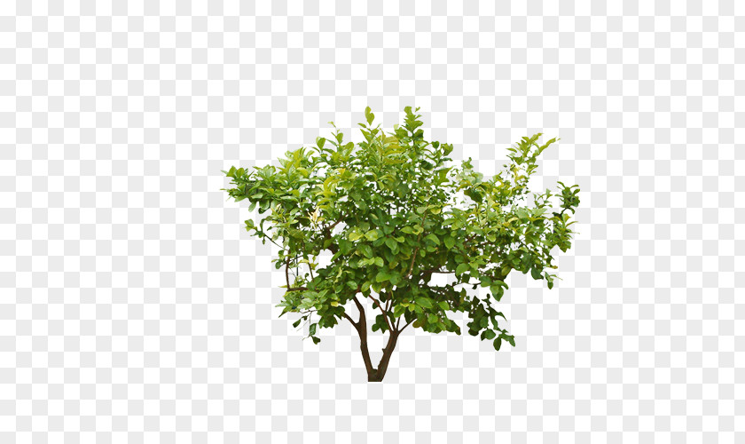Forest Trees Shrub Plant Clip Art PNG