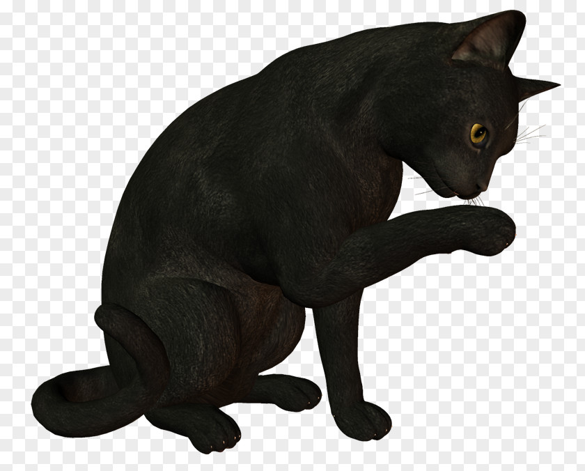 Ms. Black Cat Bombay Korat Malayan Chartreux PNG