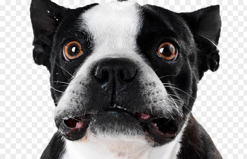 Puppy Boston Terrier American Pit Bull Pet Sitting PNG