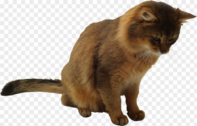 Cats Burmese Cat Felidae Domestic Short-haired Whiskers PNG