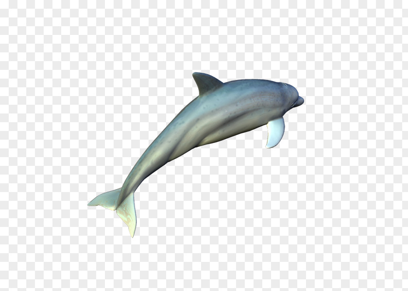 Delfines Common Bottlenose Dolphin Short-beaked Tucuxi Rough-toothed Wholphin PNG