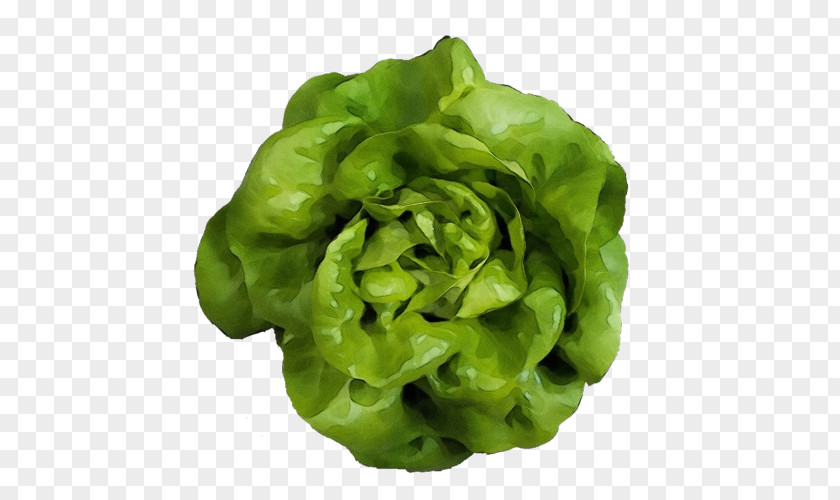 Food Vegetable Green Leaf Lettuce Iceburg Plant PNG