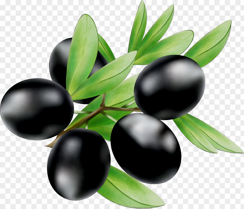 Olive Oil Bilberry Eating PNG