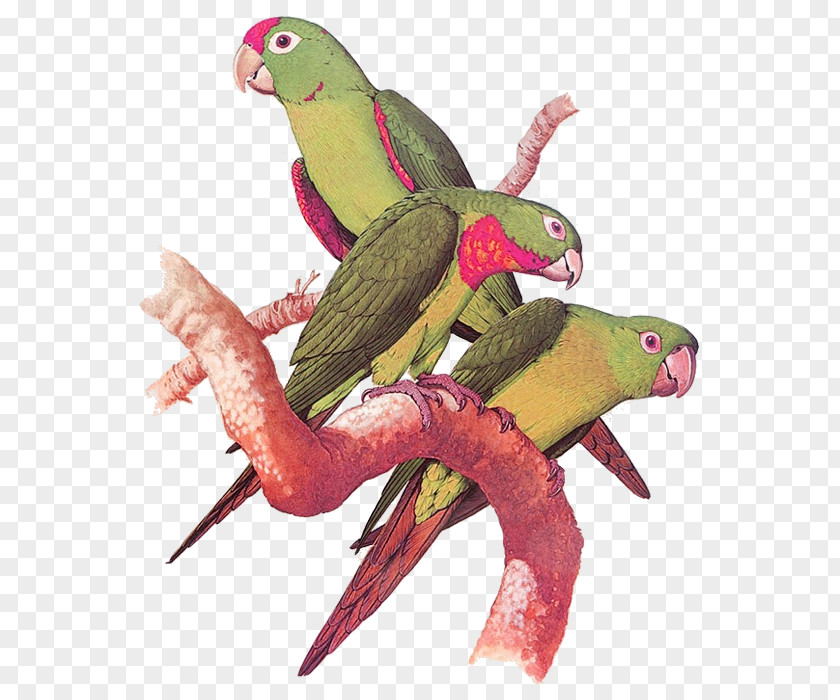 Parrot Pictures Parrots Of The World Bird Wallpaper PNG