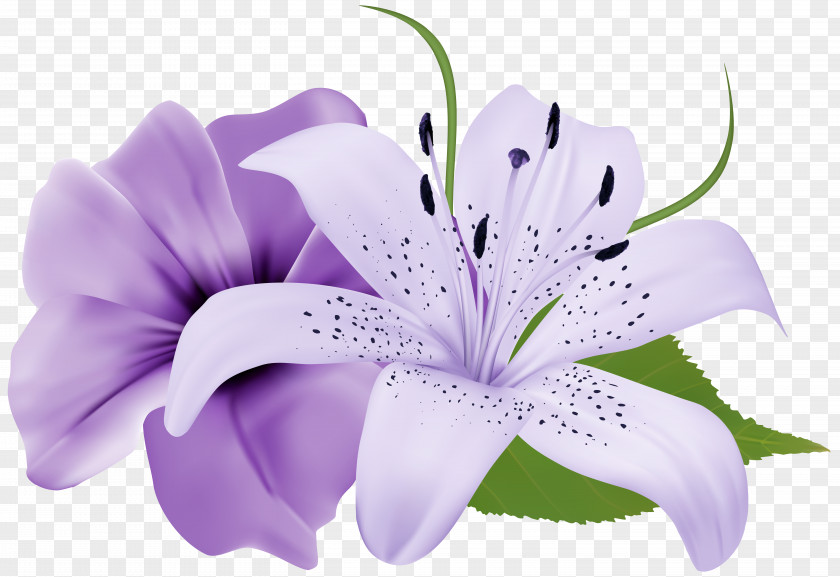 Purple Two Exotic Flowers Clipart Image Flower Clip Art PNG