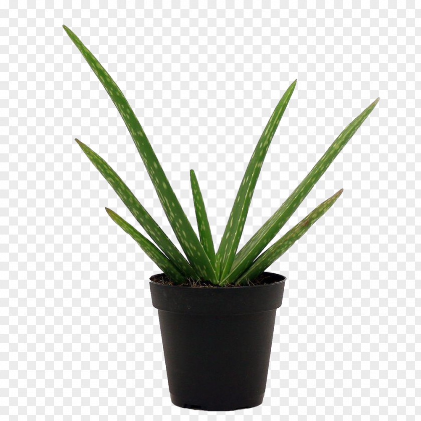Agave Terrestrial Plant Flowerpot Flower Yucca Houseplant PNG