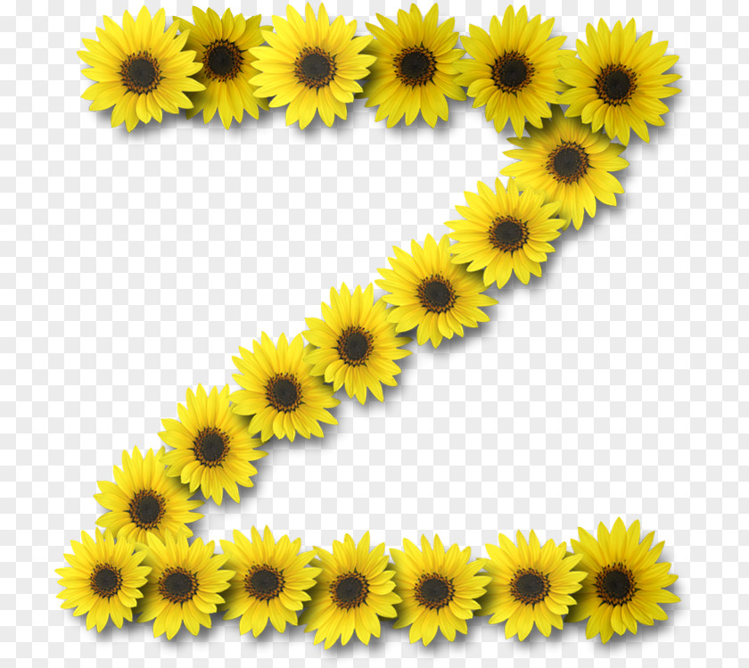 Common Sunflower Letter Case Alphabet Information PNG