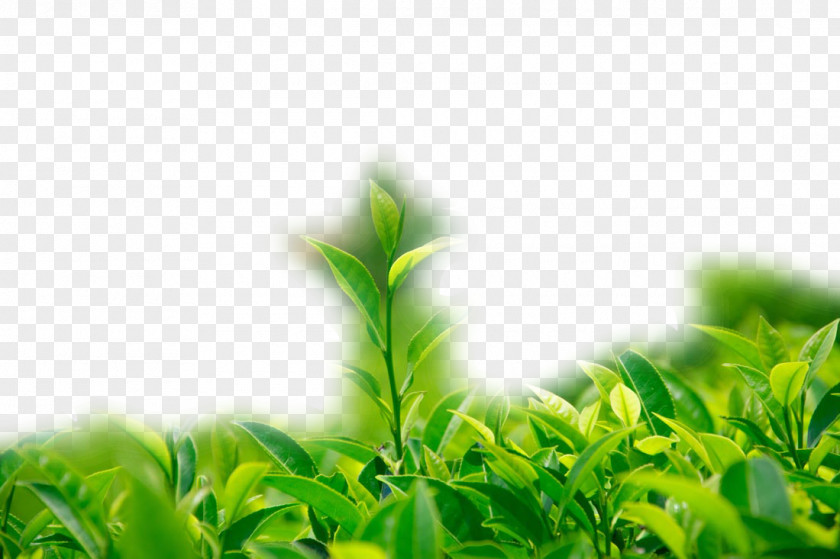 Green Tea Wallpaper PNG