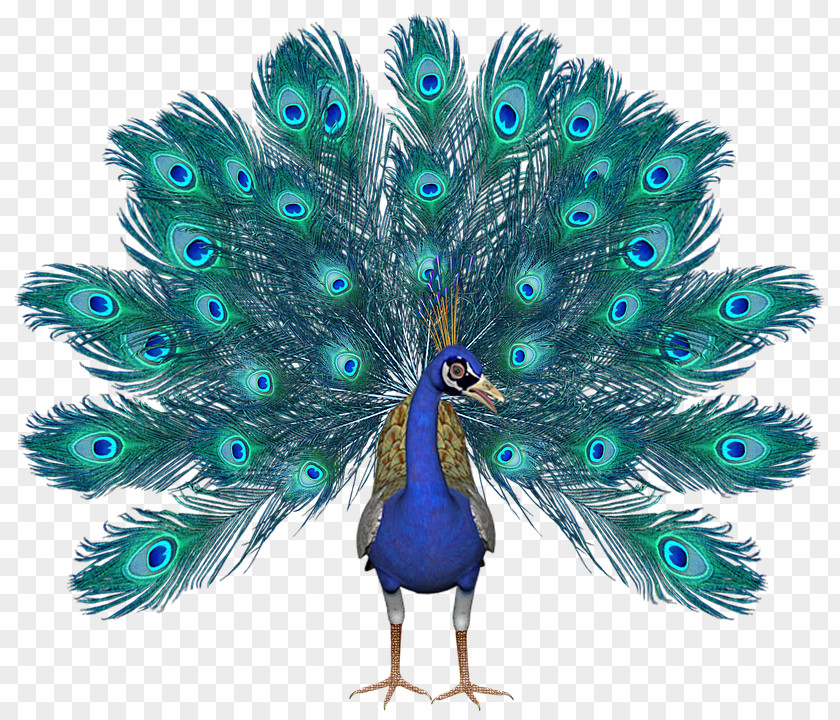 Peacock Peafowl Image JPEG Clip Art PNG