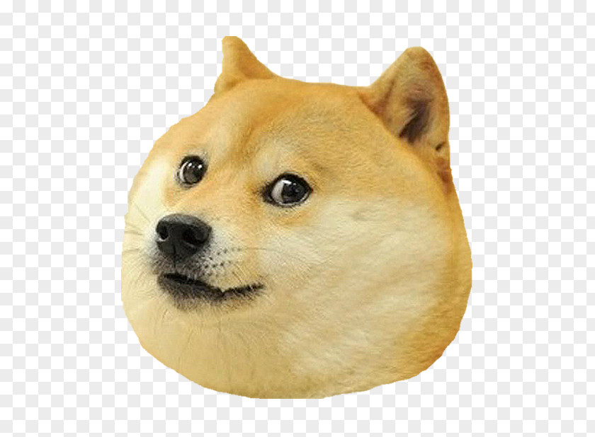 Shiba Inu Doge Puppy Siberian Husky Meme PNG Meme, puppy clipart PNG