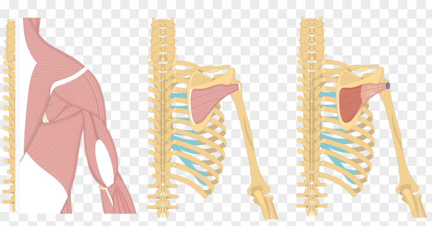 Shoulder Latissimus Dorsi Muscle Origin And Insertion Supraspinatus PNG