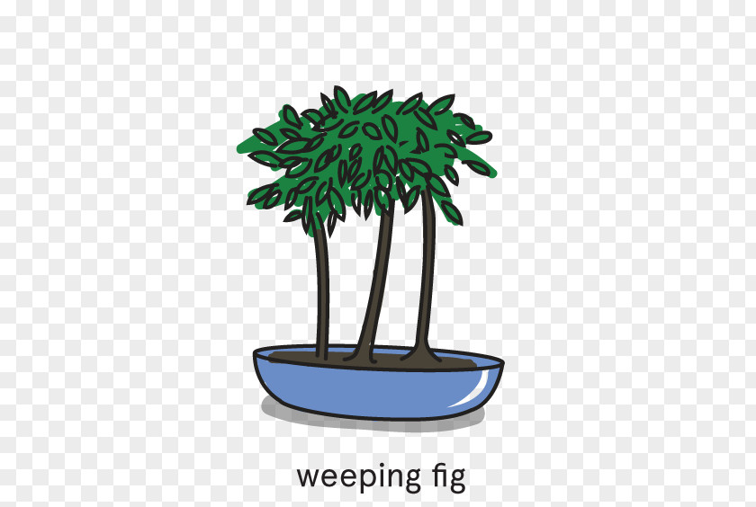 Tree Flowerpot Bonsai PNG
