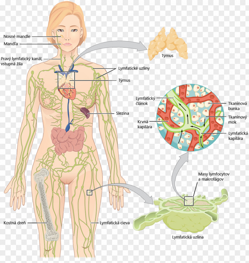 Lung Lymphatic System Vessel Anatomy Human Body PNG