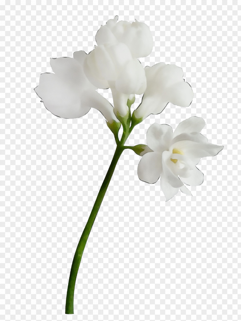 Moth Orchids Cut Flowers Plant Stem Branch PNG