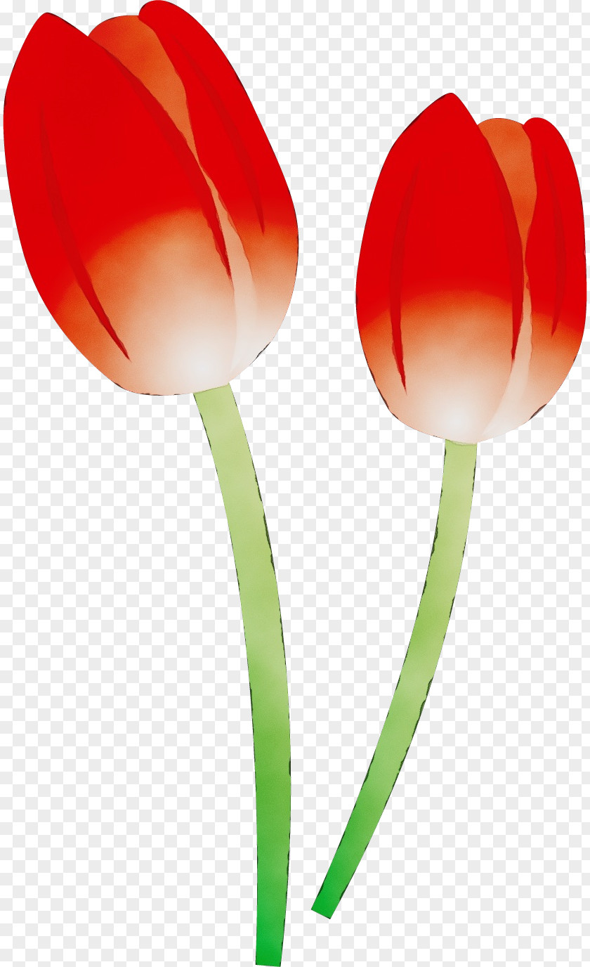 Plant Stem Lily Family Orange PNG