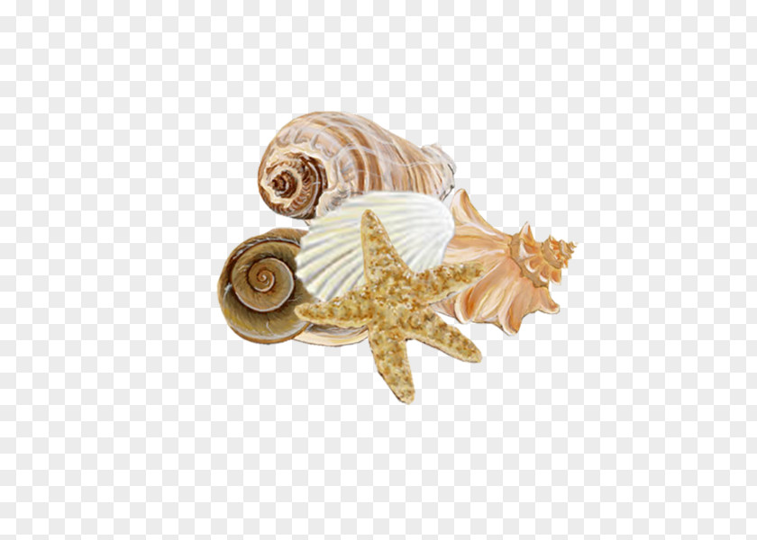 Seashell Mollusc Shell Conchology Seabed PNG