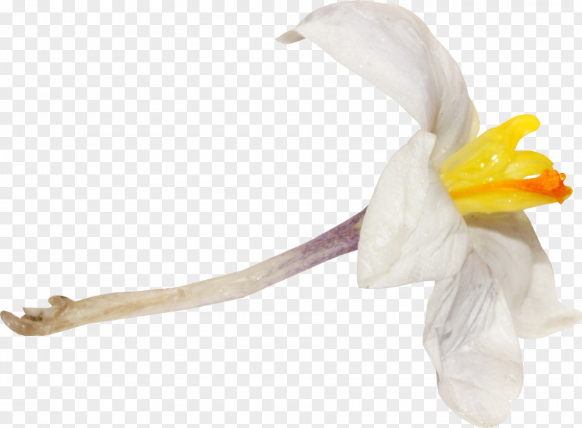 Yellow Watercolor Flower Cut Flowers Flowering Plant Petal PNG